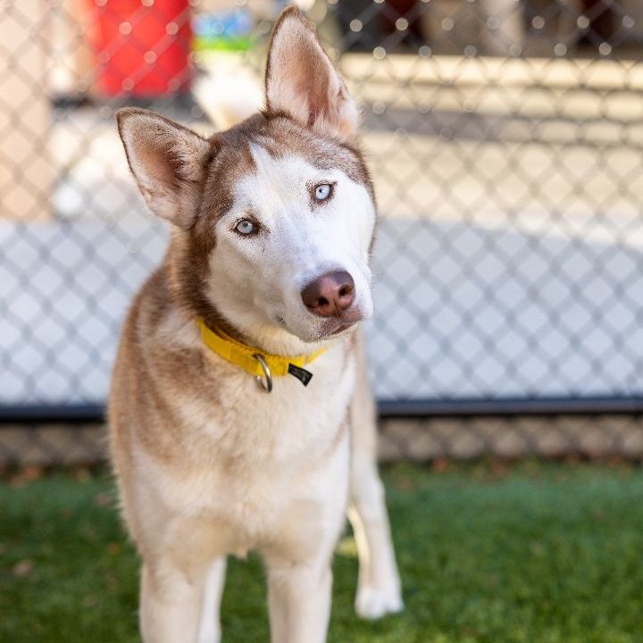 Mia, an adoptable Husky Mix in Naperville, IL_image-1