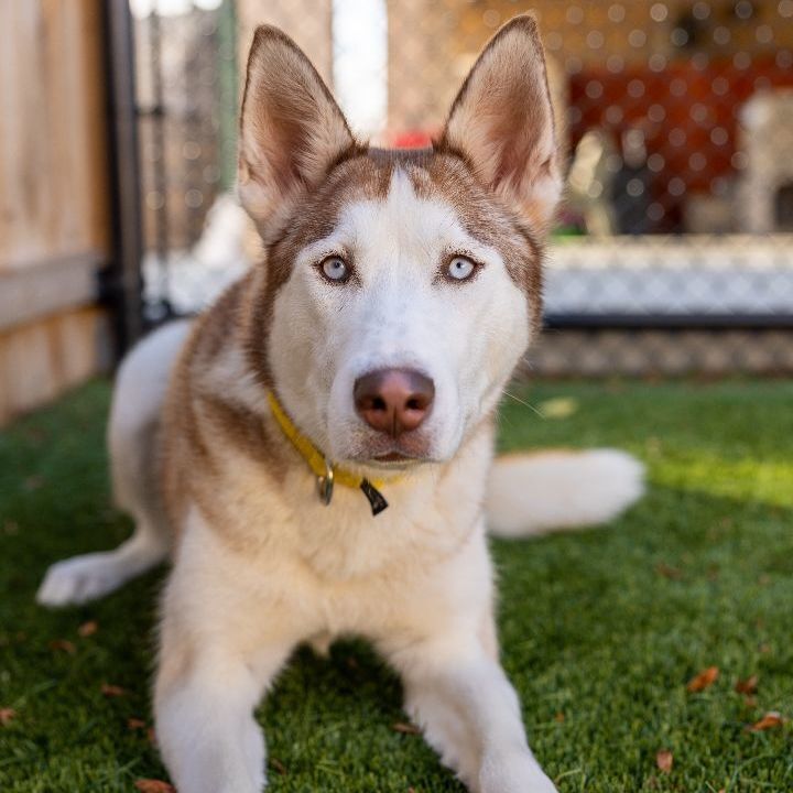 Mia, an adoptable Husky Mix in Naperville, IL_image-5