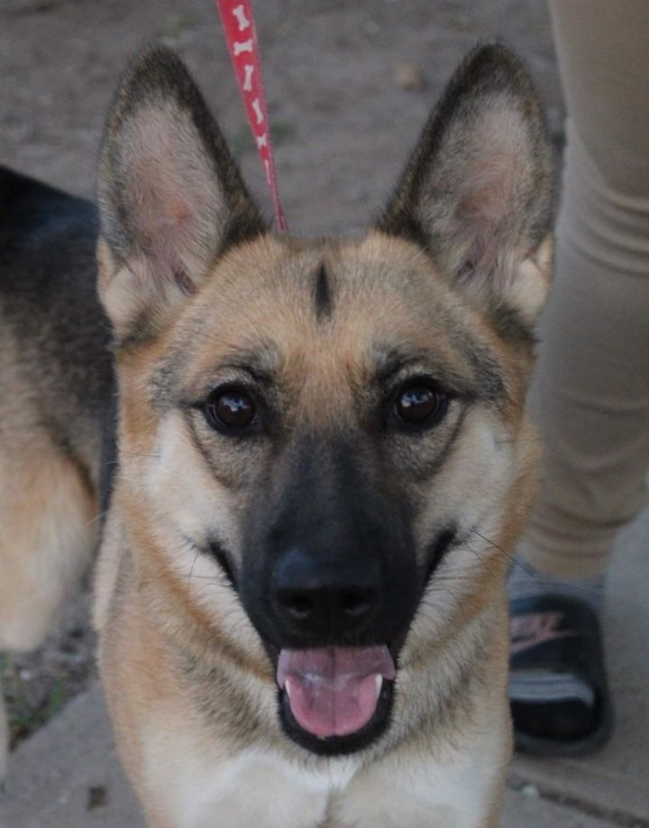 Nalani, an adoptable German Shepherd Dog Mix in Parker, CO_image-2