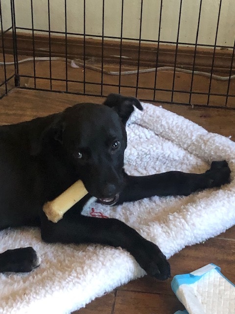 Crockett, an adoptable Labrador Retriever Mix in Springfield, MO_image-3