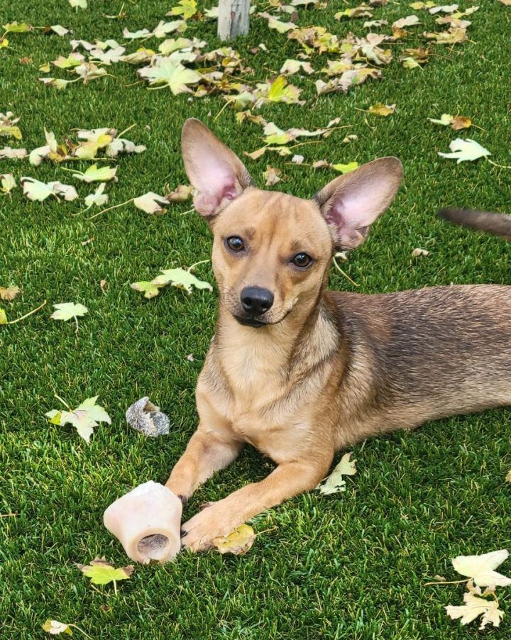 Kurt, an adoptable Chihuahua Mix in Thornton, CO_image-1