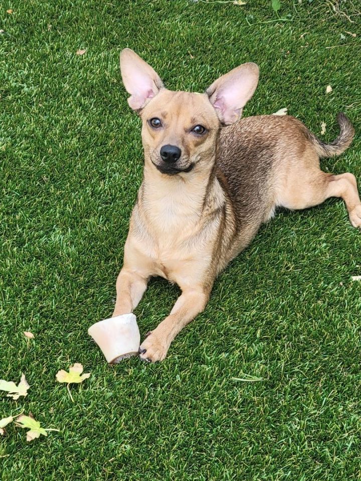 Kurt, an adoptable Chihuahua Mix in Thornton, CO_image-2