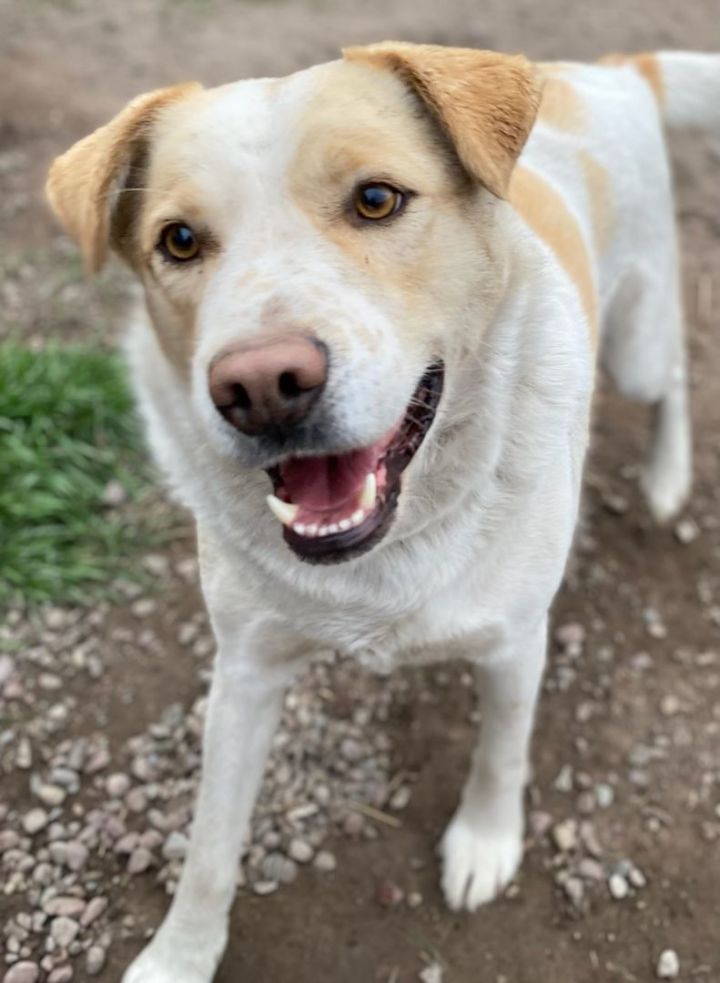 Pete, an adoptable Yellow Labrador Retriever Mix in Polson, MT_image-2