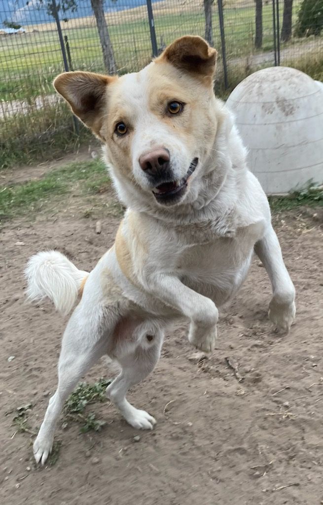Pete, an adoptable Yellow Labrador Retriever Mix in Polson, MT_image-4