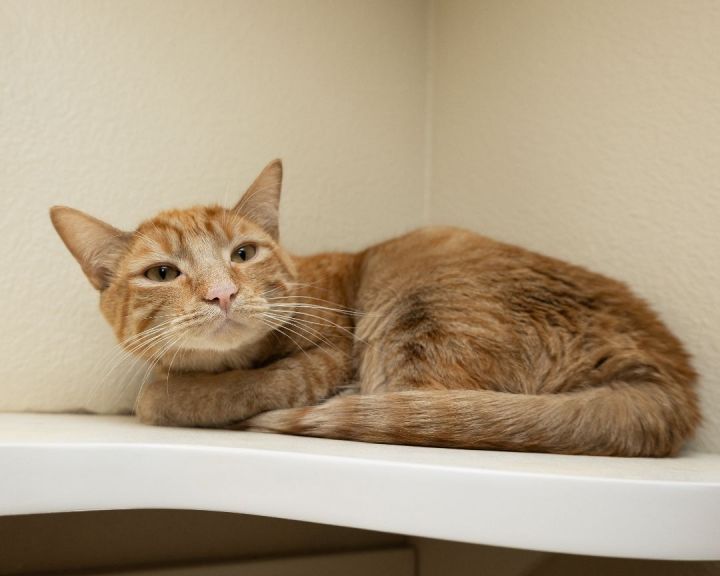 Mouser, an adopted Manx in Boise, ID_image-1
