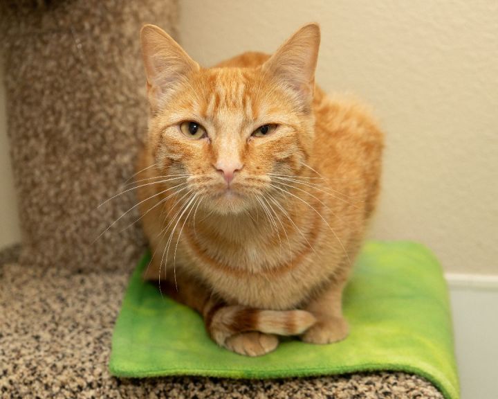 Meiser, an adopted Domestic Short Hair in Boise, ID_image-1