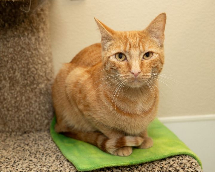 Meiser, an adopted Domestic Short Hair in Boise, ID_image-2