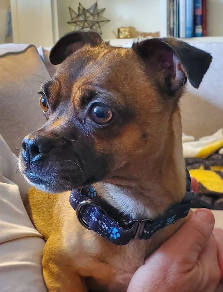 Moxie, an adoptable Pug & Chihuahua Mix in Salisbury, MD_image-2