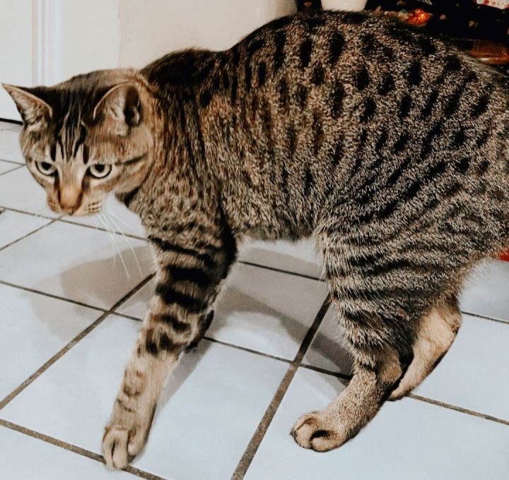 Mia 6