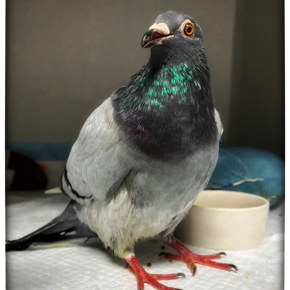 Dove for adoption - Banter, a Pigeon in Chicago, IL | Petfinder