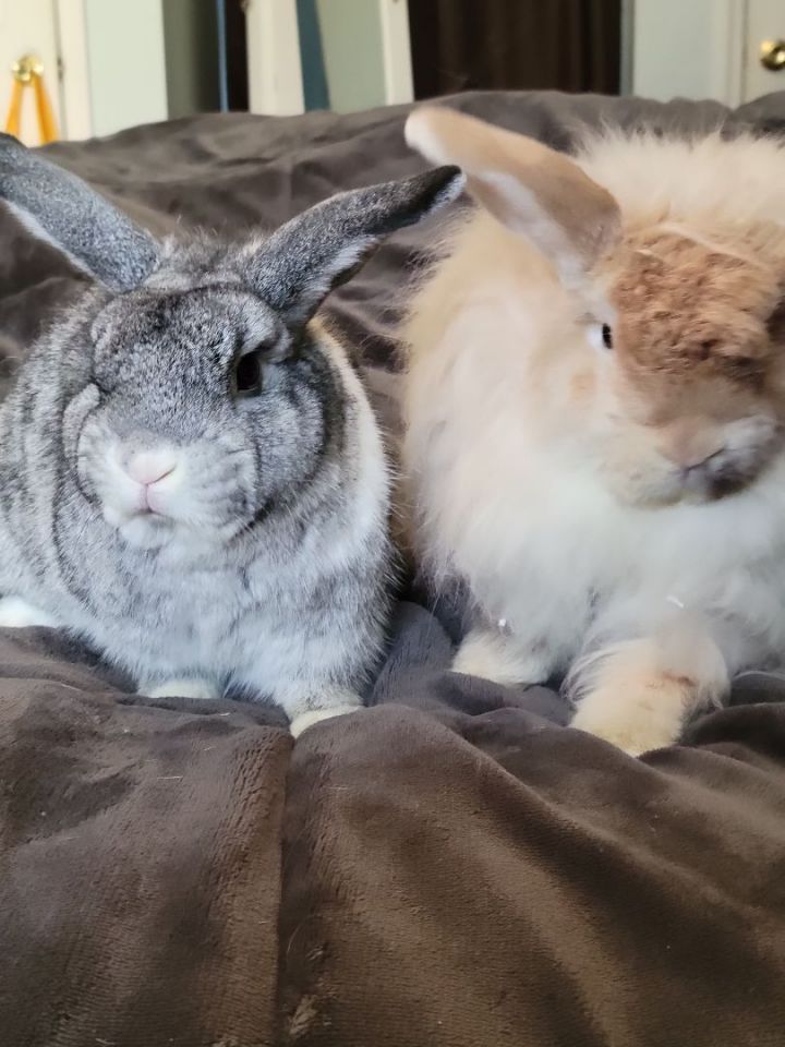 Hedwig and Barnaby , an adoptable American Fuzzy Lop & Holland Lop Mix in Philadelphia , PA_image-1