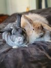 Hedwig and Barnaby photo 6