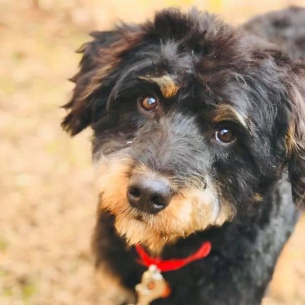Cubby, an adoptable Bernedoodle Mix in Springfield, MO_image-3