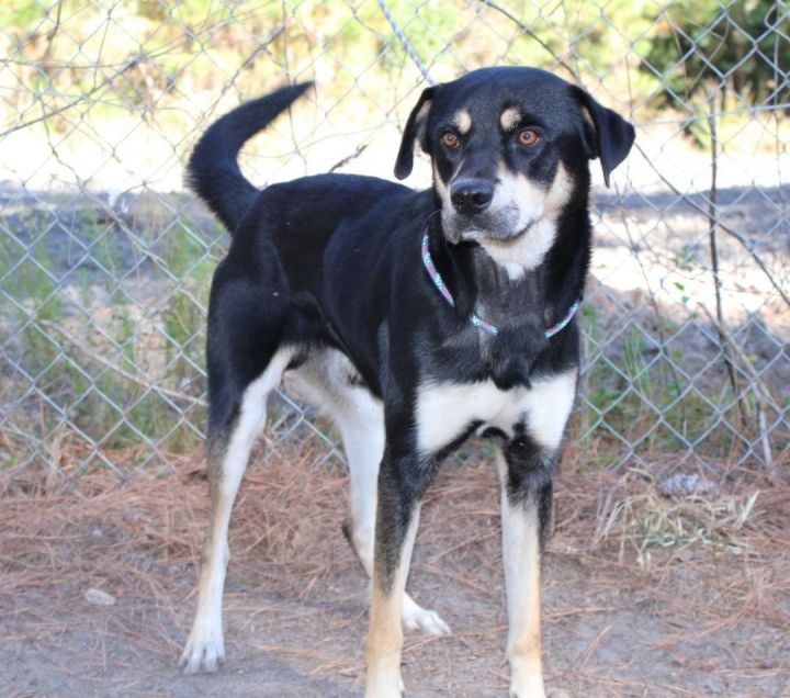 Ace, an adoptable Coonhound in Statesboro, GA_image-1