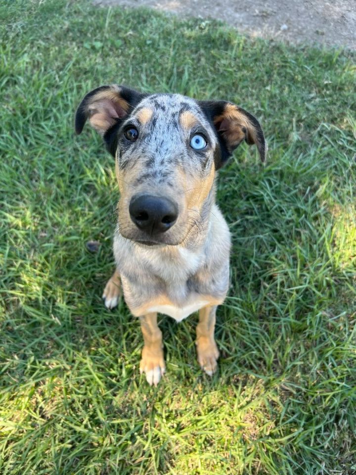 Mongo, an adoptable Catahoula Leopard Dog Mix in Carencro, LA_image-2