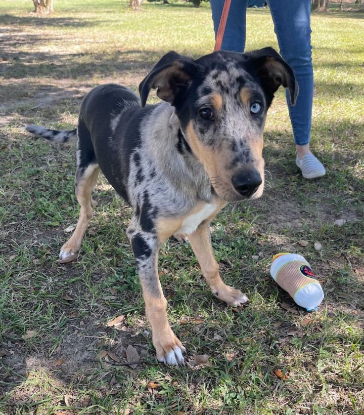 Mongo, an adoptable Catahoula Leopard Dog Mix in Carencro, LA_image-3