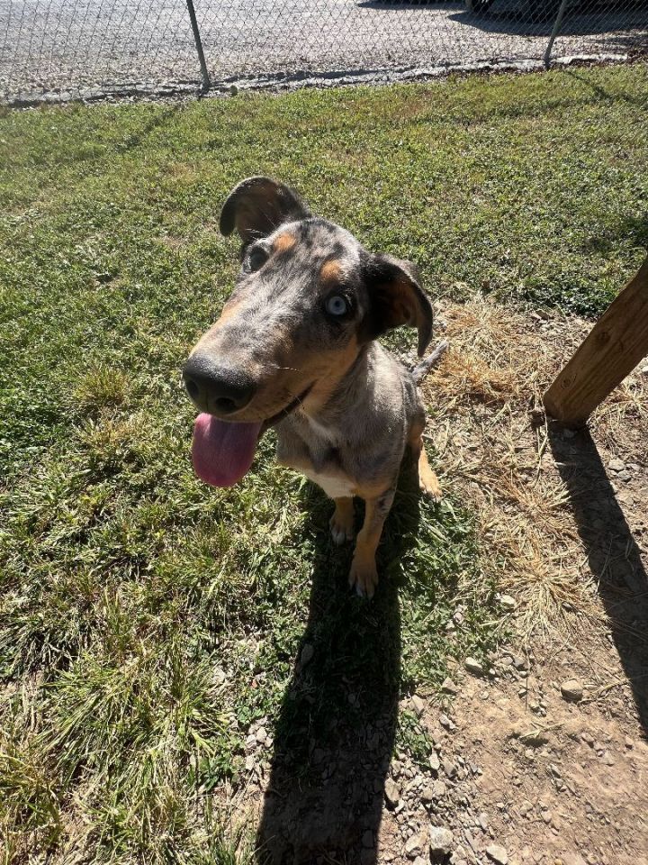 Mongo, an adoptable Catahoula Leopard Dog Mix in Carencro, LA_image-6