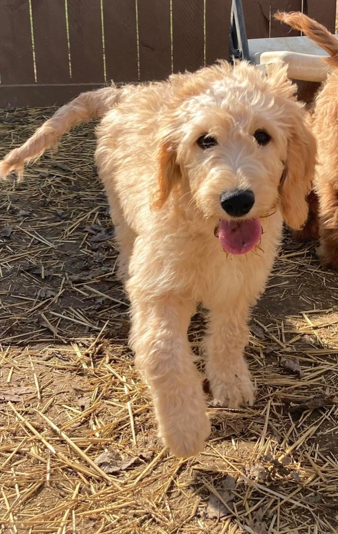 Lorelai, an adopted Goldendoodle in South Charleston, OH_image-1
