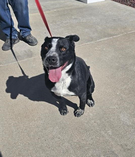 Buddy, an adoptable Cattle Dog in Larned, KS, 67550 | Photo Image 3