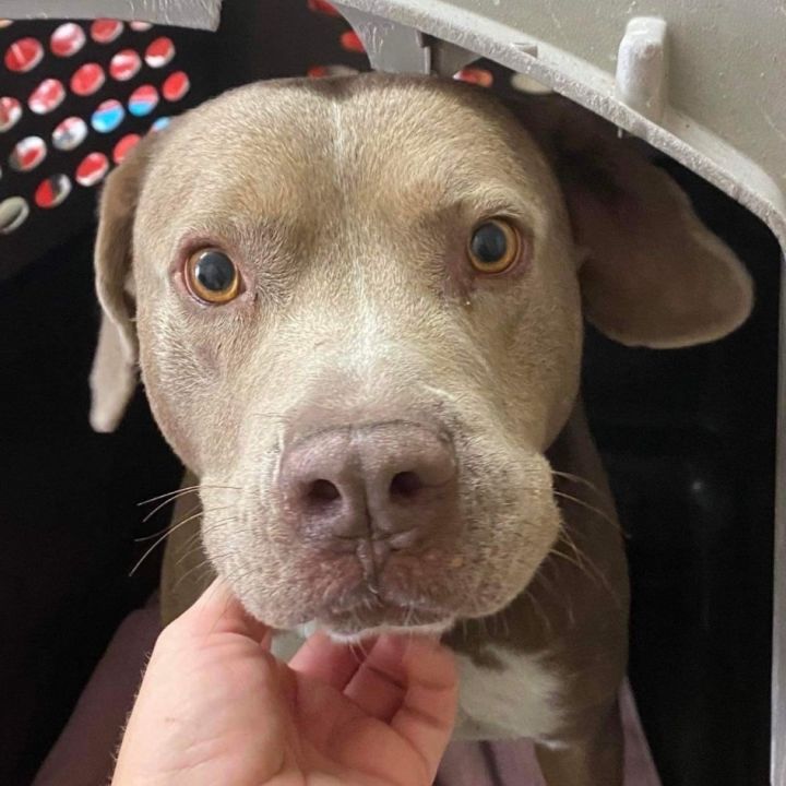 Weimaraner pit mix store puppies