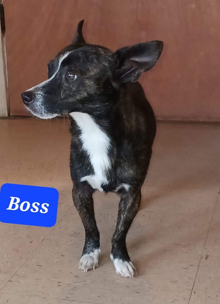 BOSS, an adoptable Chihuahua in Marianna, FL, 32447 | Photo Image 1