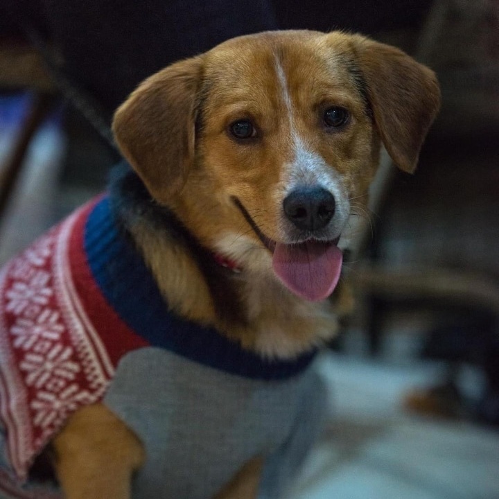 Sutter , an adoptable Feist Mix in Springfield, MO_image-2