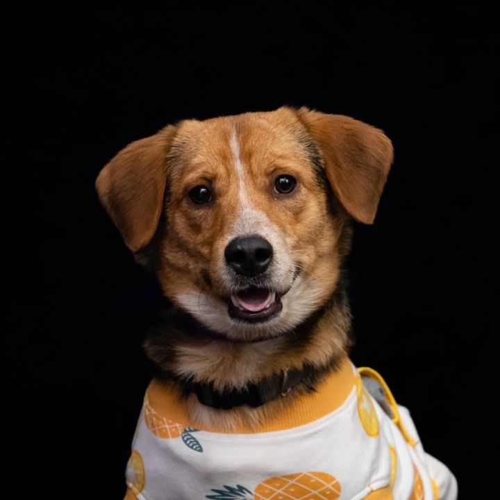Sutter , an adoptable Feist Mix in Springfield, MO_image-6