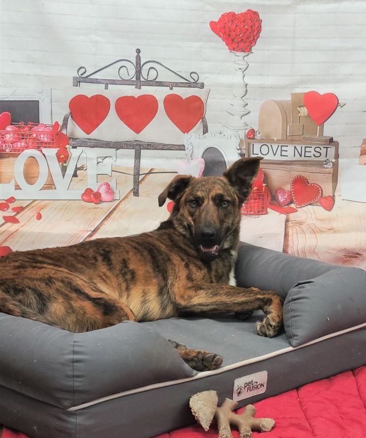 Twix, an adoptable Catahoula Leopard Dog & Dutch Shepherd Mix in Lake Odessa, MI_image-1