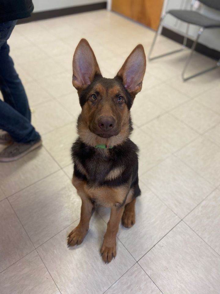 Toodles, an adoptable German Shepherd Dog in The Dalles, OR_image-5