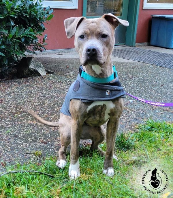 port townsend humane society