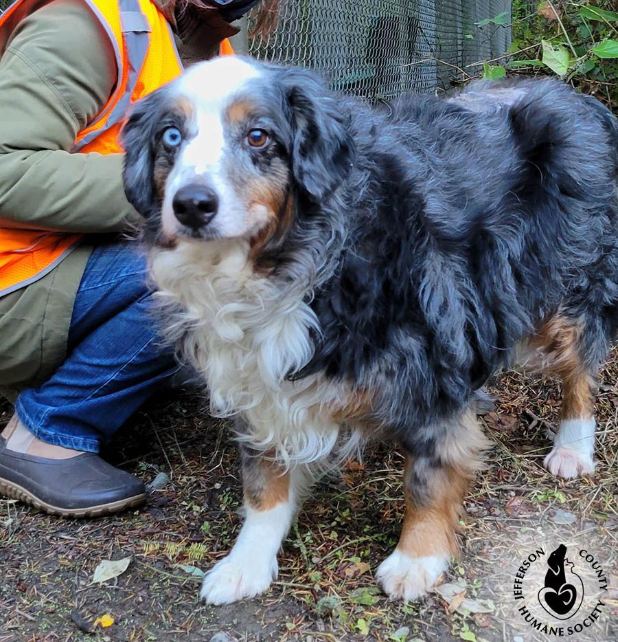 Angel, an adoptable Australian Shepherd in Port Townsend, WA, 98368 | Photo Image 2