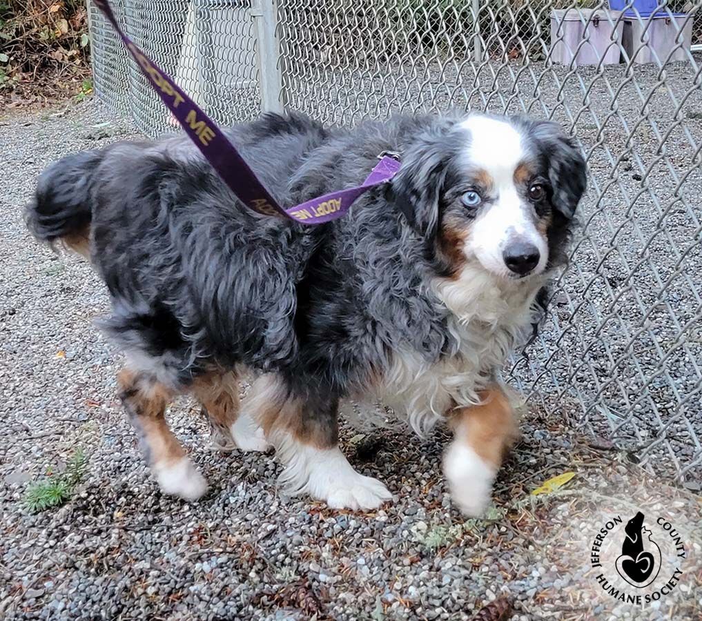 Angel, an adoptable Australian Shepherd in Port Townsend, WA, 98368 | Photo Image 3