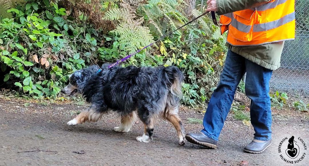 Angel, an adoptable Australian Shepherd in Port Townsend, WA, 98368 | Photo Image 4