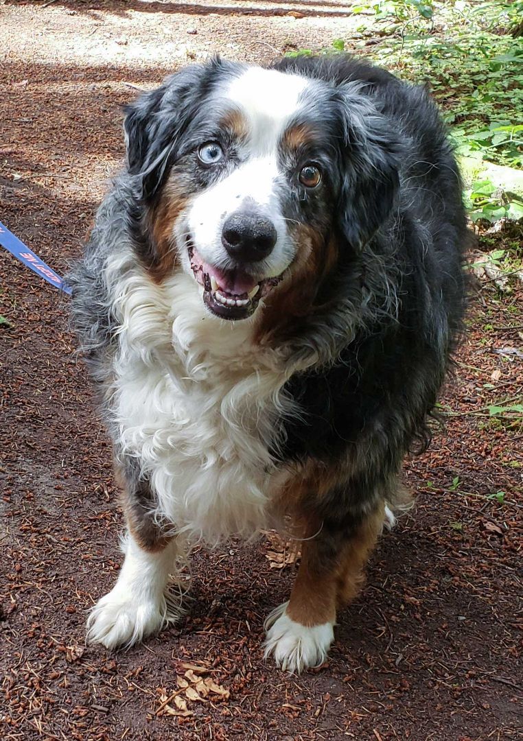 Angel, an adoptable Australian Shepherd in Port Townsend, WA, 98368 | Photo Image 1