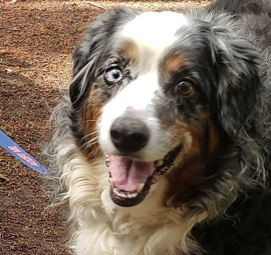 Angel, an adoptable Australian Shepherd in Port Townsend, WA, 98368 | Photo Image 5