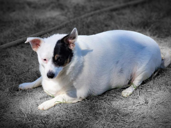 Lulu, an adoptable Jack Russell Terrier & Chihuahua Mix in Madras, OR_image-2