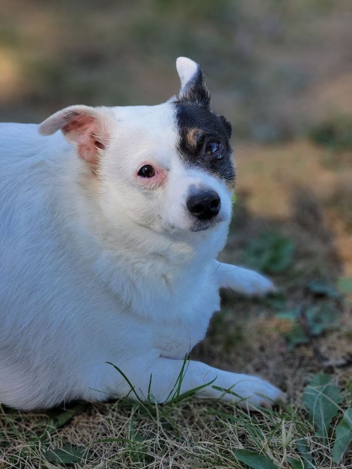Lulu, an adoptable Jack Russell Terrier & Chihuahua Mix in Madras, OR_image-1