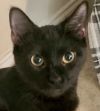 Ebony