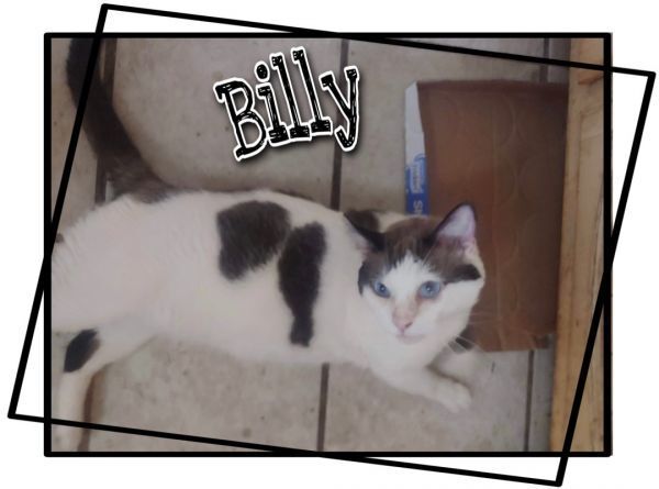 Billy, an adoptable Domestic Short Hair, Snowshoe in Covina , CA, 91722 | Photo Image 1