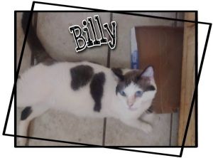 Billy Domestic Short Hair Cat