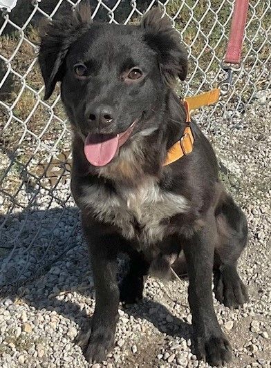 Milo, an adoptable Border Collie Mix in Clear Lake, IA_image-1