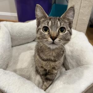 cats near me petfinder