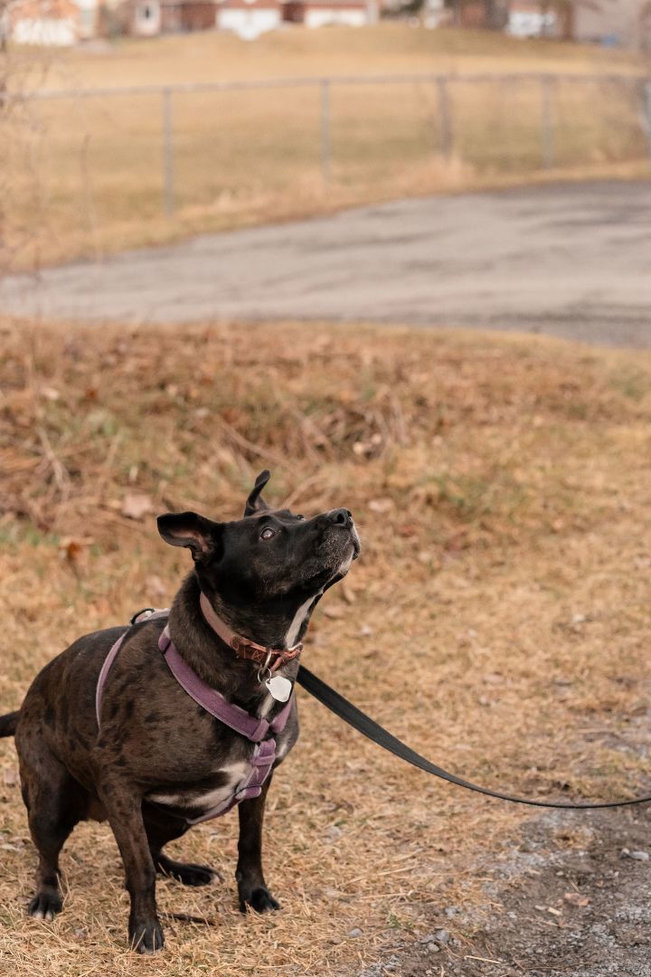Gabby, an adoptable Boxer, Labrador Retriever in Casselman, ON, K0A 1M0 | Photo Image 2