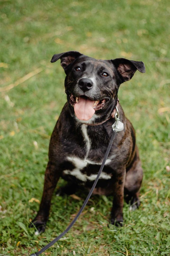 Gabby, an adoptable Boxer, Labrador Retriever in Casselman, ON, K0A 1M0 | Photo Image 3