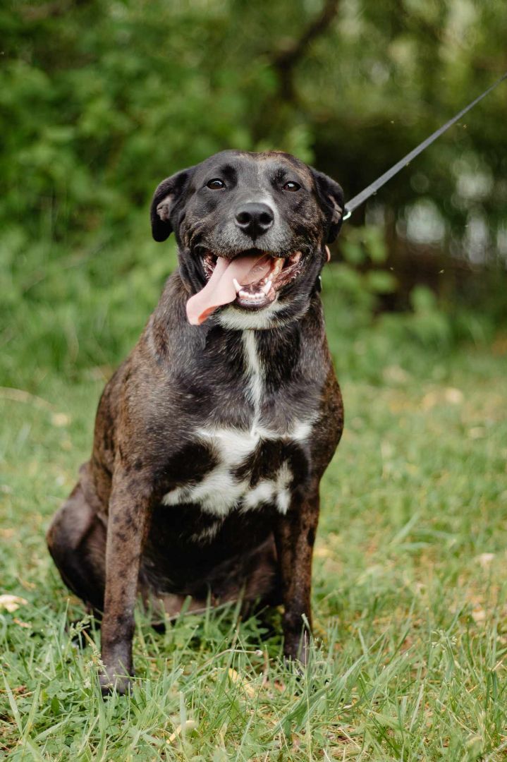 Gabby, an adoptable Boxer, Labrador Retriever in Casselman, ON, K0A 1M0 | Photo Image 4