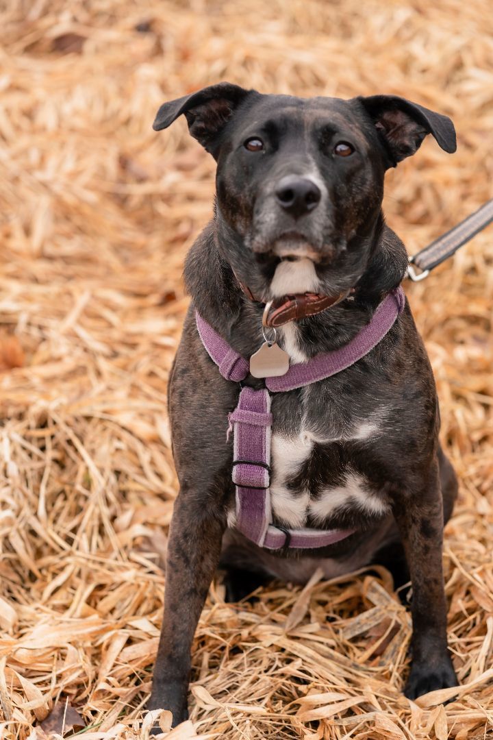 Gabby, an adoptable Boxer, Labrador Retriever in Casselman, ON, K0A 1M0 | Photo Image 1