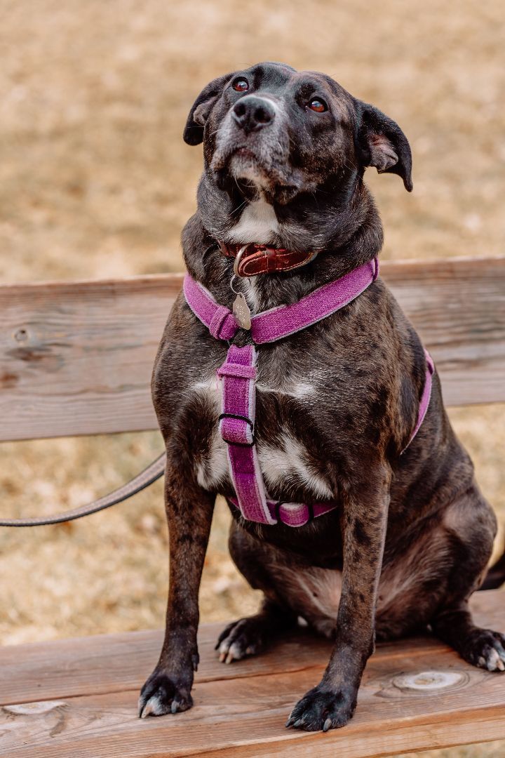 Gabby, an adoptable Boxer, Labrador Retriever in Casselman, ON, K0A 1M0 | Photo Image 6