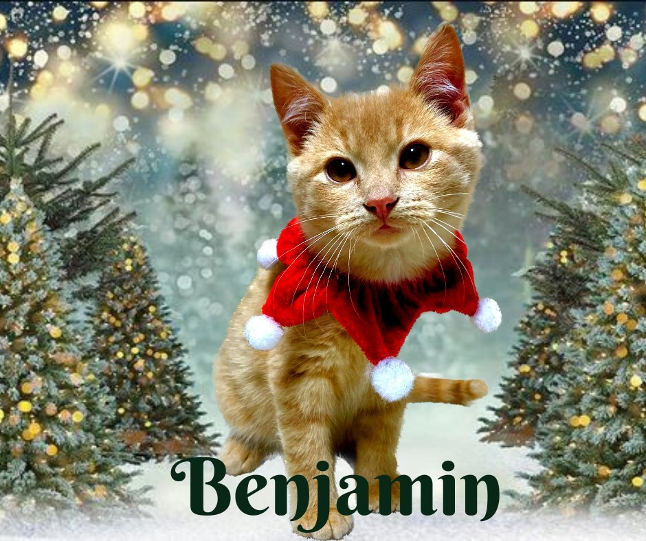 Benjamin, an adoptable Domestic Short Hair in Tisdale, SK, S0E 1T0 | Photo Image 1