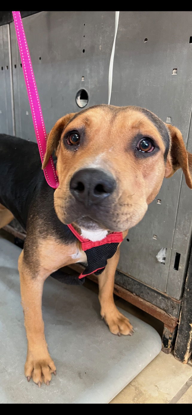 Cactus Jack, an adoptable Pit Bull Terrier, Shepherd in El Centro, CA, 92243 | Photo Image 1