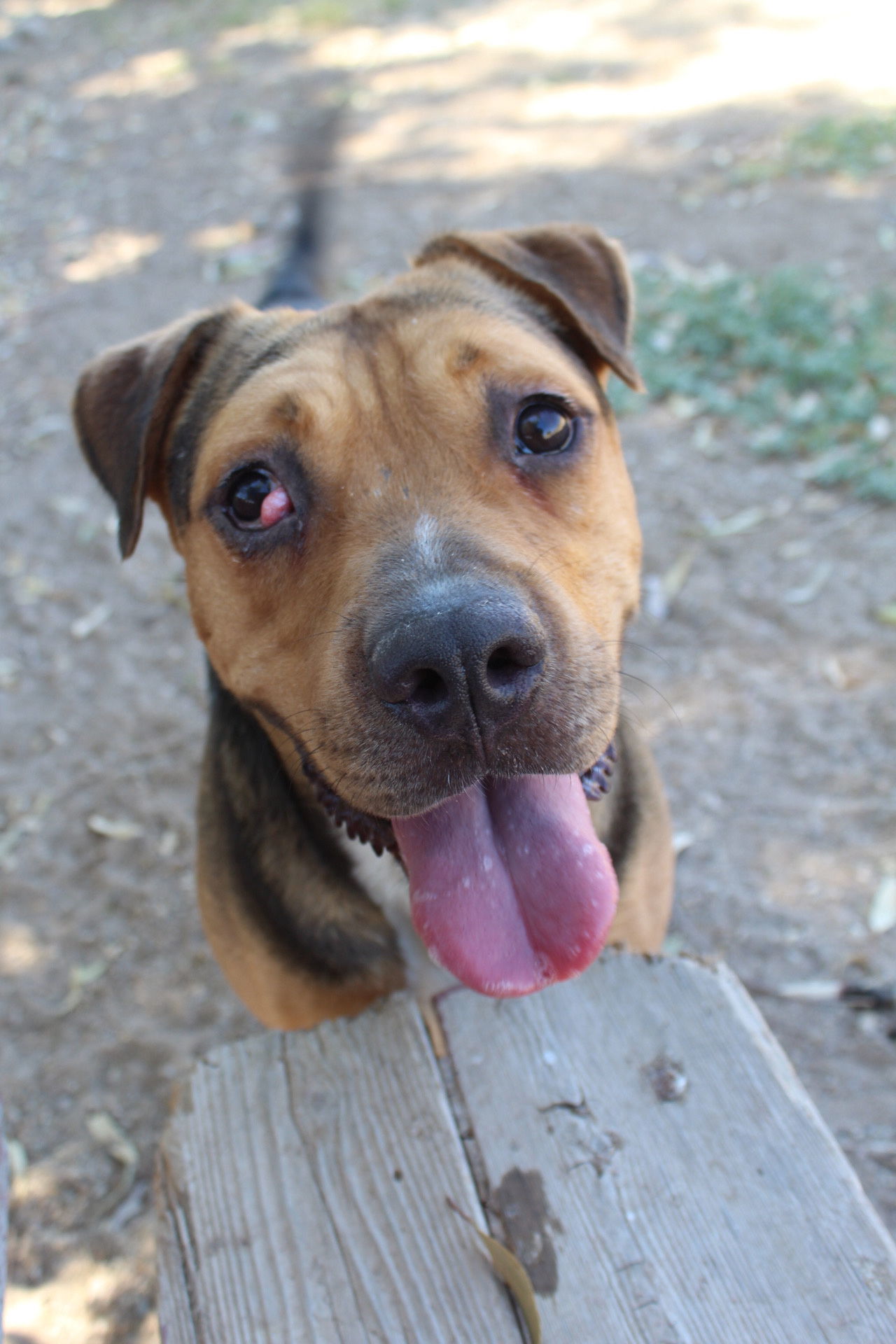 Cactus Jack, an adoptable Pit Bull Terrier, Shepherd in El Centro, CA, 92243 | Photo Image 1